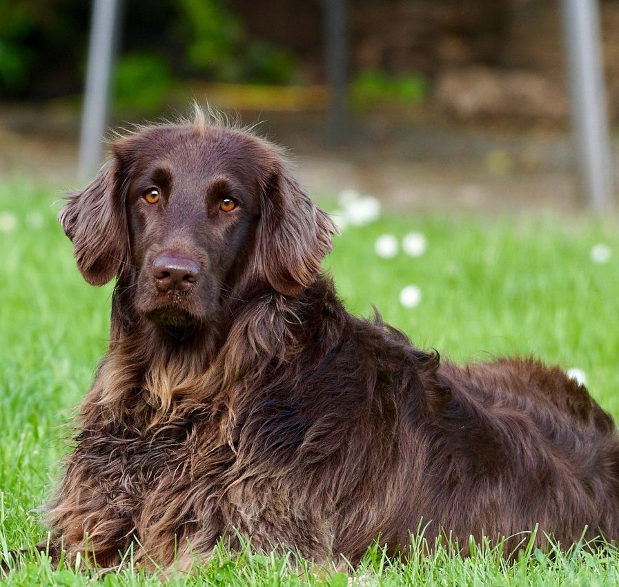 german longhaired pointer, dog, pet, dog breed, purebred, lying down, grass, brown dog, furry dog, animal, nature, outdoors, portrait, dog portrait, dog, dog, dog, dog, dog