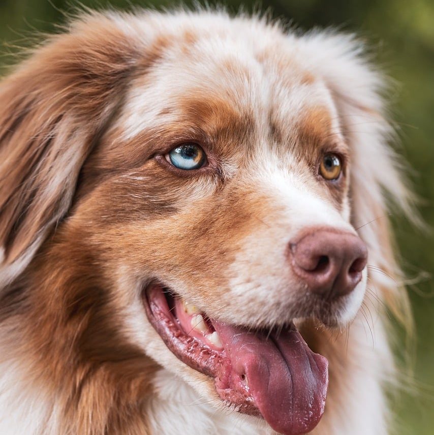 dog, animal, pet, nature, domestic animal, animal photography