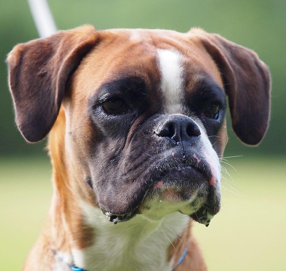boxer, german boxer, dog look, dog, animal portrait, boxer dogs, pet, boxer dog, dog eyes, animal, domestic animal, face, head, loyal to, eyes