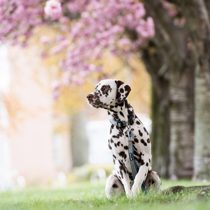 dalmatian, dog, park, meadow, grass, cherry tree, pet, animal, domestic dog, canine, mammal, cute, cherry blossom, spring, outdoors, nature, dalmatian, dalmatian, dalmatian, dalmatian, dog, dog, dog, dog, dog, cherry blossom, cherry blossom, cherry blossom, cherry blossom, spring
