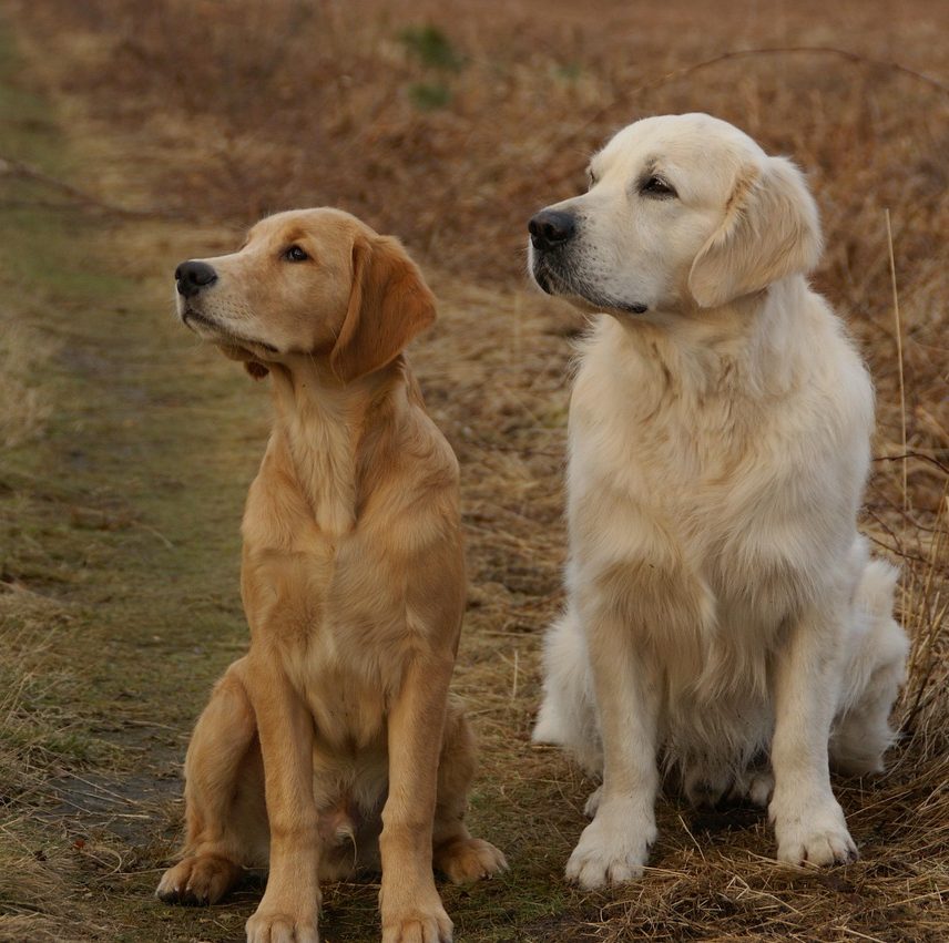 golden retriever, dogs, pets, retriever dog, retrieve, train, domestic animal, game, nature, dummy, brown, green, forest, young, dear
