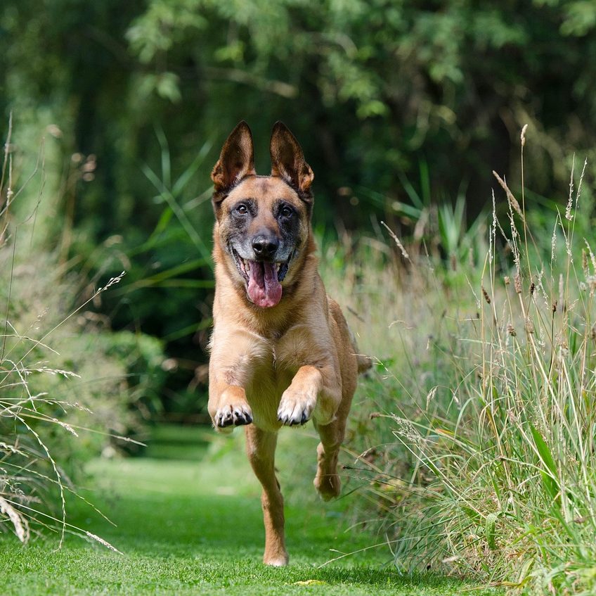 malinois, recall, dog training, grass, grasses, pet, garden, train, nature, animal, dog, view, dog exercise, domestic animal, dear