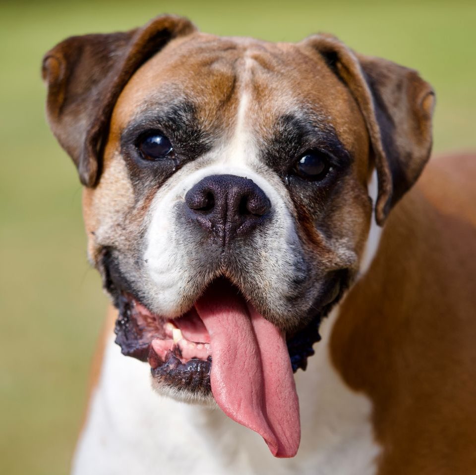 Close-up portrait of a happy boxer dog panting outdoors in sunlight.
