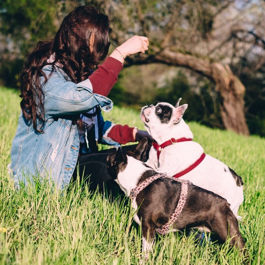 A woman enjoys a sunny day in the park with two French Bulldogs, creating a serene outdoor scene.